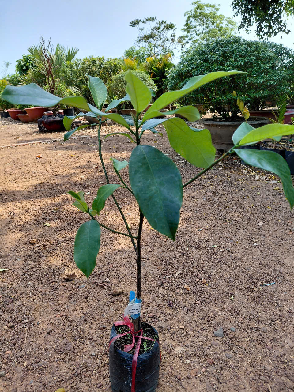 Mít tố nữ sầu riêng