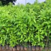 Cây giống huỳnh liên chất lượng cao tại vựa giống GSM