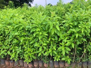 Cây giống huỳnh liên chất lượng cao tại vựa giống GSM