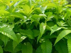Cận cảnh chùm hoa hình chuông của cây huỳnh liên.