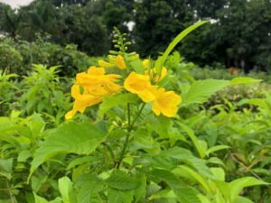 Cận cảnh hoa huỳnh liên hình chuông màu vàng