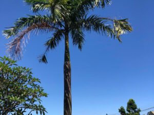 Cây cau vua chuẩn đẹp tại Đồng Nai