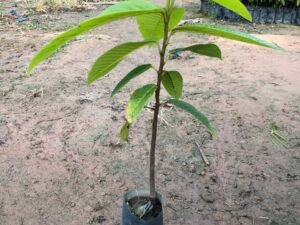 Dầu rái đầy đủ nguồn gốc xuất xứ