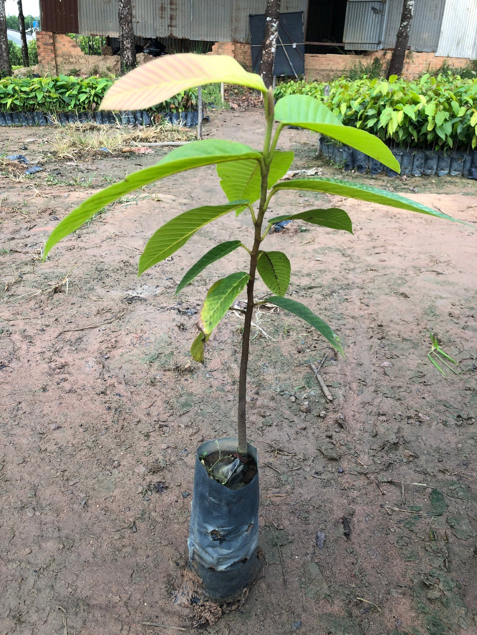 cây dầu cao 40cm Dầu rái đầy đủ nguồn gốc xuất xứ